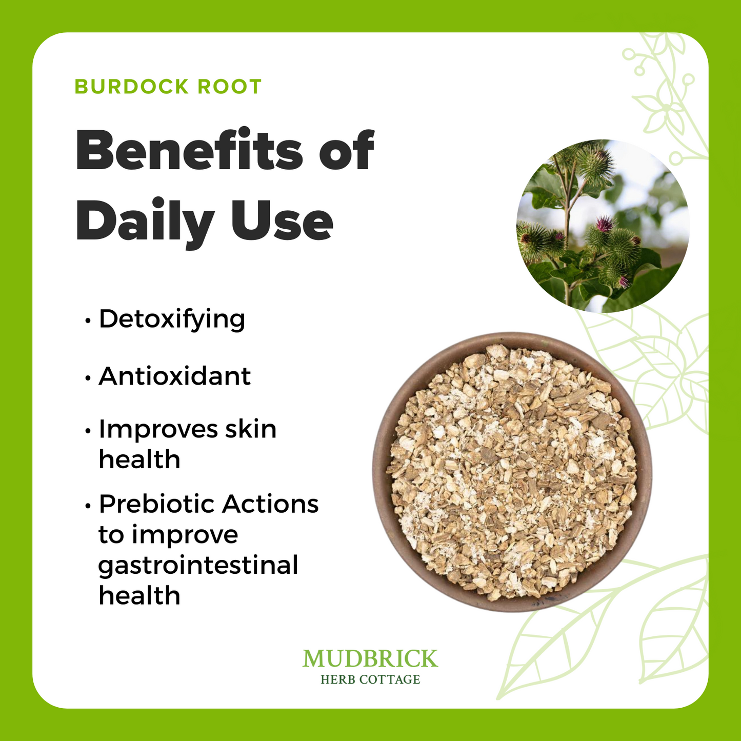 Burdock Root